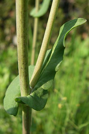 Brassica rapa \ Stoppelrbe, Rbsen / Field Mustard, D Viernheim 23.4.2008