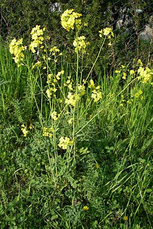 Brassica rapa \ Stoppelrbe, Rbsen / Field Mustard, D Viernheim 23.4.2008