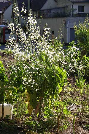 Brassica oleracea var. viridis ? / Collards, Cow Cabbage, D Weinheim an der Bergstraße 8.5.2008