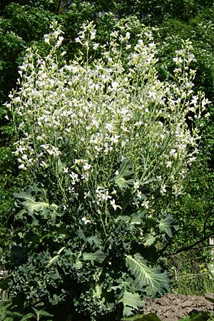 Brassica oleracea var. viridis ? \ Blatt-Kohl / Collards, Cow Cabbage, D Weinheim an der Bergstraße 8.5.2008