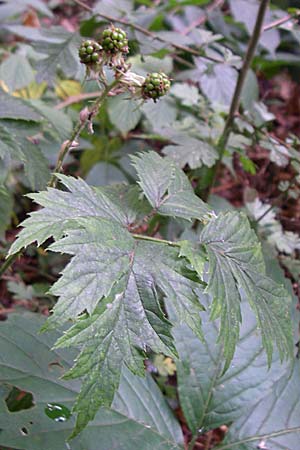 Rubus laciniatus / Cutleaf Blackberry, Evergreen Blackberry, D Sandhausen 22.7.2008