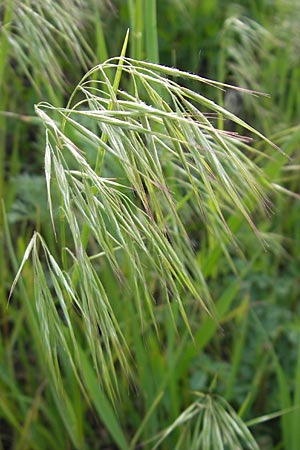 Bromus tectorum \ Dach-Trespe / Drooping Brome, D Mannheim 2.5.2009