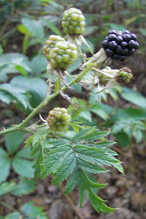 Rubus laciniatus \ Schlitzblättrige Brombeere / Cutleaf Blackberry, Evergreen Blackberry, D Sandhausen 30.7.2009
