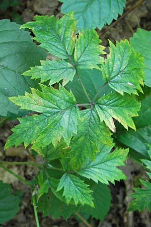 Rubus laciniatus \ Schlitzblttrige Brombeere, D Sandhausen 30.7.2009