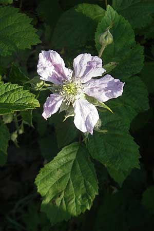 Rubus caesius \ Kratzbeere / Dewberry, D Karlsruhe 7.5.2011