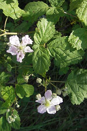 Rubus caesius \ Kratzbeere, D Karlsruhe 7.5.2011