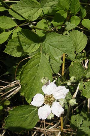 Rubus fruticosus agg. \ Brombeere, D Graben-Neudorf 9.5.2011