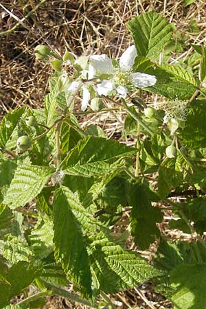 Rubus caesius \ Kratzbeere, D Bruchsal 13.5.2011