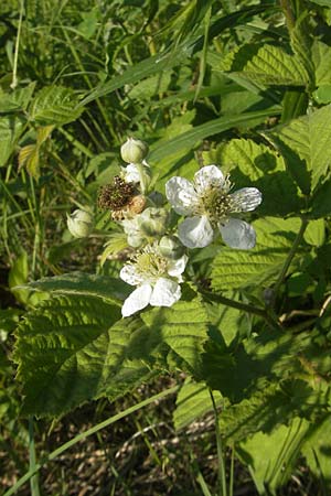 Rubus caesius \ Kratzbeere / Dewberry, D Rauenberg 18.5.2011