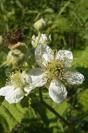 Rubus caesius \ Kratzbeere, D Rauenberg 18.5.2011