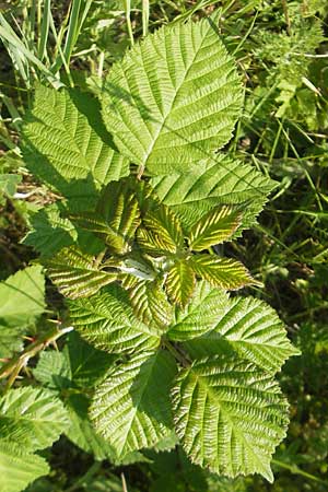 Rubus spec3 ? \ Haselblatt-Brombeere / Bramble, D Rauenberg 18.5.2011