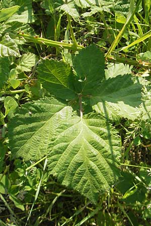 Rubus spec3 ? / Bramble, D Rauenberg 18.5.2011