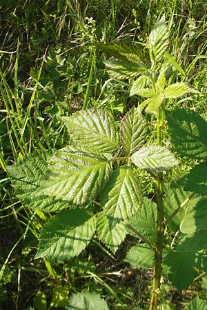 Rubus spec3 ? \ Haselblatt-Brombeere / Bramble, D Rauenberg 18.5.2011