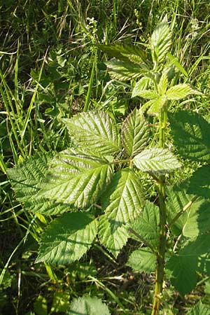 Rubus spec3 ? \ Haselblatt-Brombeere, D Rauenberg 18.5.2011