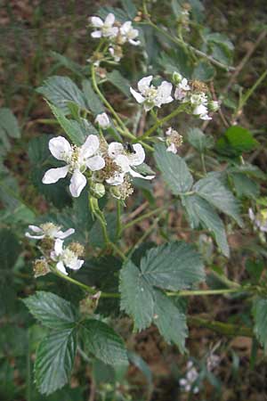 Rubus caesius \ Kratzbeere, D Viernheim 27.5.2011