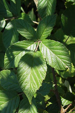 Rubus montanus \ Mittelgebirgs-Brombeere / Mountain Bramble, D Kehl 9.7.2011