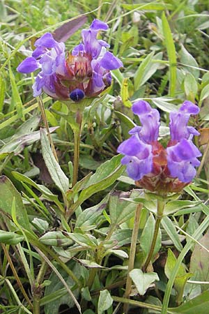 Prunella grandiflora / Large Selfheal, D Schauernheim 18.7.2011