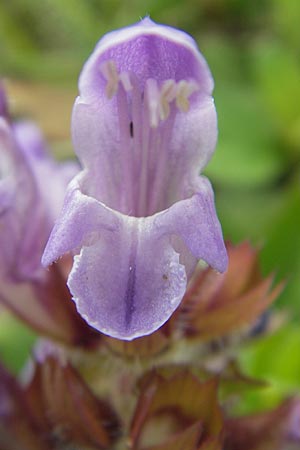 Prunella grandiflora / Large Selfheal, D Schauernheim 18.7.2011