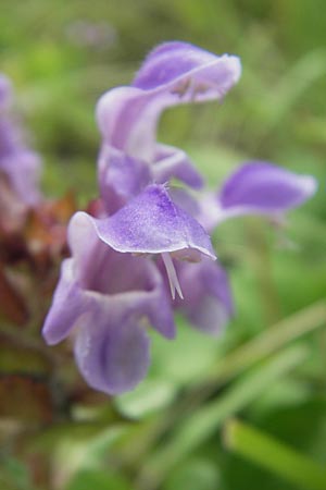 Prunella grandiflora \ Groe Braunelle / Large Selfheal, D Schauernheim 18.7.2011