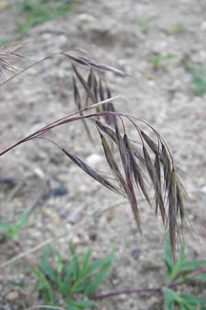 Bromus tectorum / Drooping Brome, D Mannheim 22.7.2011