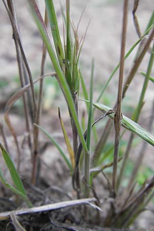 Bromus tectorum \ Dach-Trespe, D Mannheim 22.7.2011