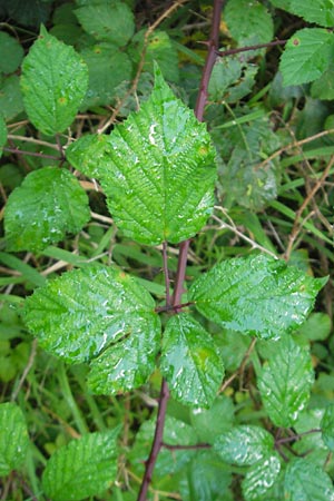 Rubus fruticosus agg. \ Brombeere / Bramble, Blackberry, D Franken/Franconia Happurg 6.8.2011