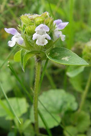 Prunella vulgaris \ Gemeine Braunelle, Kleine Braunelle / Selfheal, D Mannheim 12.8.2011