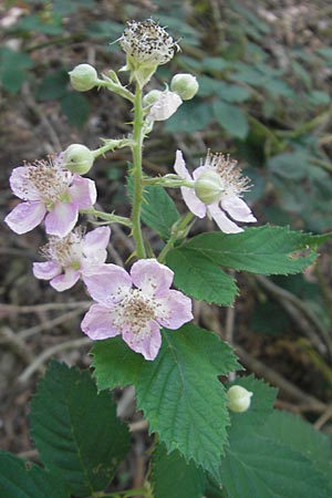 Rubus armeniacus / Armenian Blackberry, Himalayan Blackberry, D Mannheim 10.9.2011