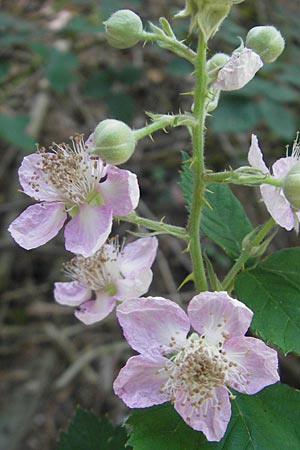 Rubus armeniacus \ Garten-Brombeere, Armenische Brombeere, D Mannheim 10.9.2011