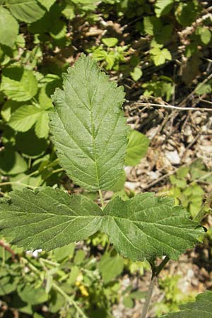 Rubus corylifolius agg. \ Haselblatt-Brombeere, D Blankenau bei Fulda 30.5.2012