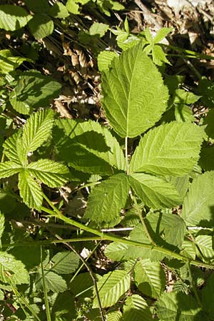 Rubus corylifolius agg. \ Haselblatt-Brombeere, D Blankenau bei Fulda 30.5.2012
