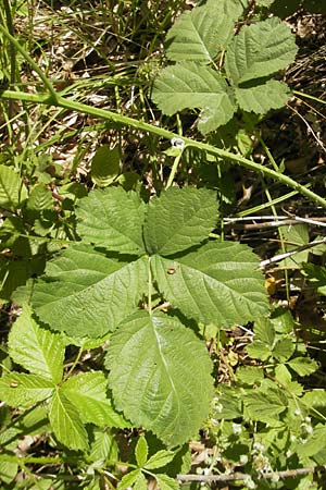 Rubus corylifolius agg. \ Haselblatt-Brombeere, D Blankenau bei Fulda 30.5.2012