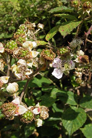 Rubus fruticosus agg. \ Brombeere, D Schwarzwald, Reichental 7.7.2012