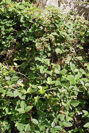 Rubus fruticosus agg. \ Brombeere / Bramble, Blackberry, D Schwarzwald/Black-Forest, Reichental 7.7.2012