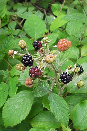 Rubus fruticosus agg. \ Brombeere / Bramble, Blackberry, D Mannheim 18.7.2012