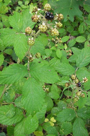 Rubus fruticosus agg. \ Brombeere, D Mannheim 18.7.2012