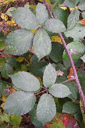 Rubus caninitergi \ Hunsrck-Brombeere, D Odenwald, Erbach 6.10.2012