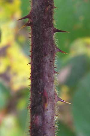 Rubus caninitergi \ Hunsrck-Brombeere, D Odenwald, Erbach 6.10.2012