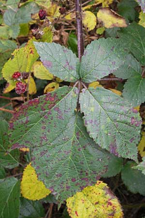 Rubus caninitergi \ Hunsrck-Brombeere / Hunsrck Bramble, D Odenwald, Erbach 6.10.2012