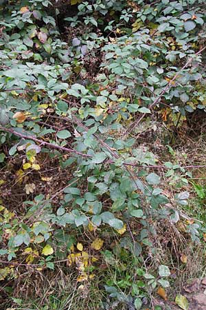 Rubus caninitergi \ Hunsrck-Brombeere / Hunsrck Bramble, D Odenwald, Erbach 6.10.2012