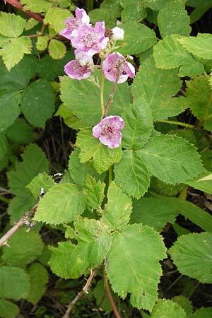 Rubus fruticosus agg. \ Brombeere / Bramble, Blackberry, D Philippsburg 26.6.2013