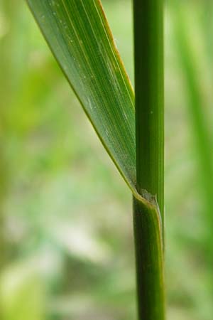 Bromus erectus \ Aufrechte Trespe, Berg-Trespe / Erect Brome, D Weinheim an der Bergstraße 1.6.2014