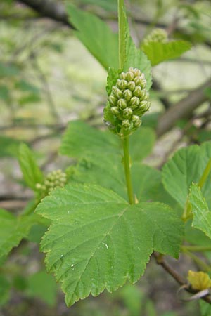 Physocarpus opulifolius / Common Ninebark, D Viernheim 10.5.2010