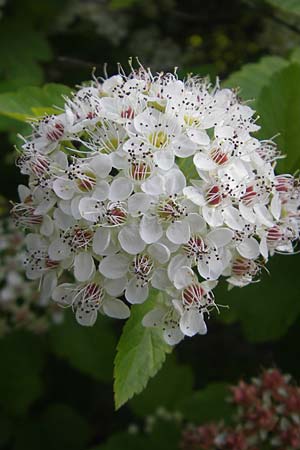 Physocarpus opulifolius \ Schneeballblttrige Blasenspiere, D Mannheim 6.6.2010