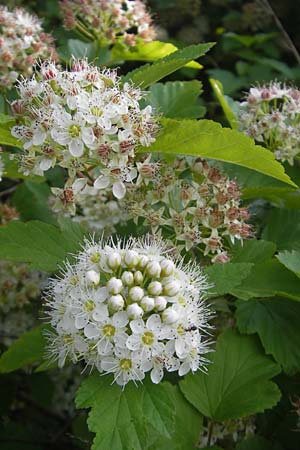 Physocarpus opulifolius \ Schneeballblttrige Blasenspiere / Common Ninebark, D Mannheim 6.6.2010