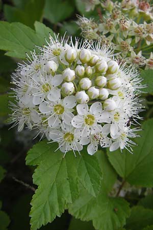 Physocarpus opulifolius \ Schneeballblttrige Blasenspiere / Common Ninebark, D Mannheim 6.6.2010