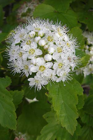 Physocarpus opulifolius \ Schneeballblttrige Blasenspiere / Common Ninebark, D Mannheim 6.6.2010