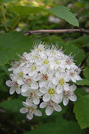 Physocarpus opulifolius \ Schneeballblttrige Blasenspiere / Common Ninebark, D Mannheim 6.6.2010