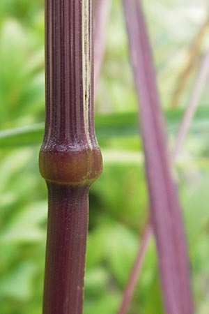 Bromus sterilis \ Taube Trespe / Poverty Brome, D Mannheim 12.6.2012