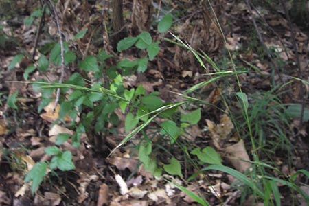 Brachypodium sylvaticum \ Wald-Zwenke / False Brome, D Frankfurt-Louisa 14.7.2012